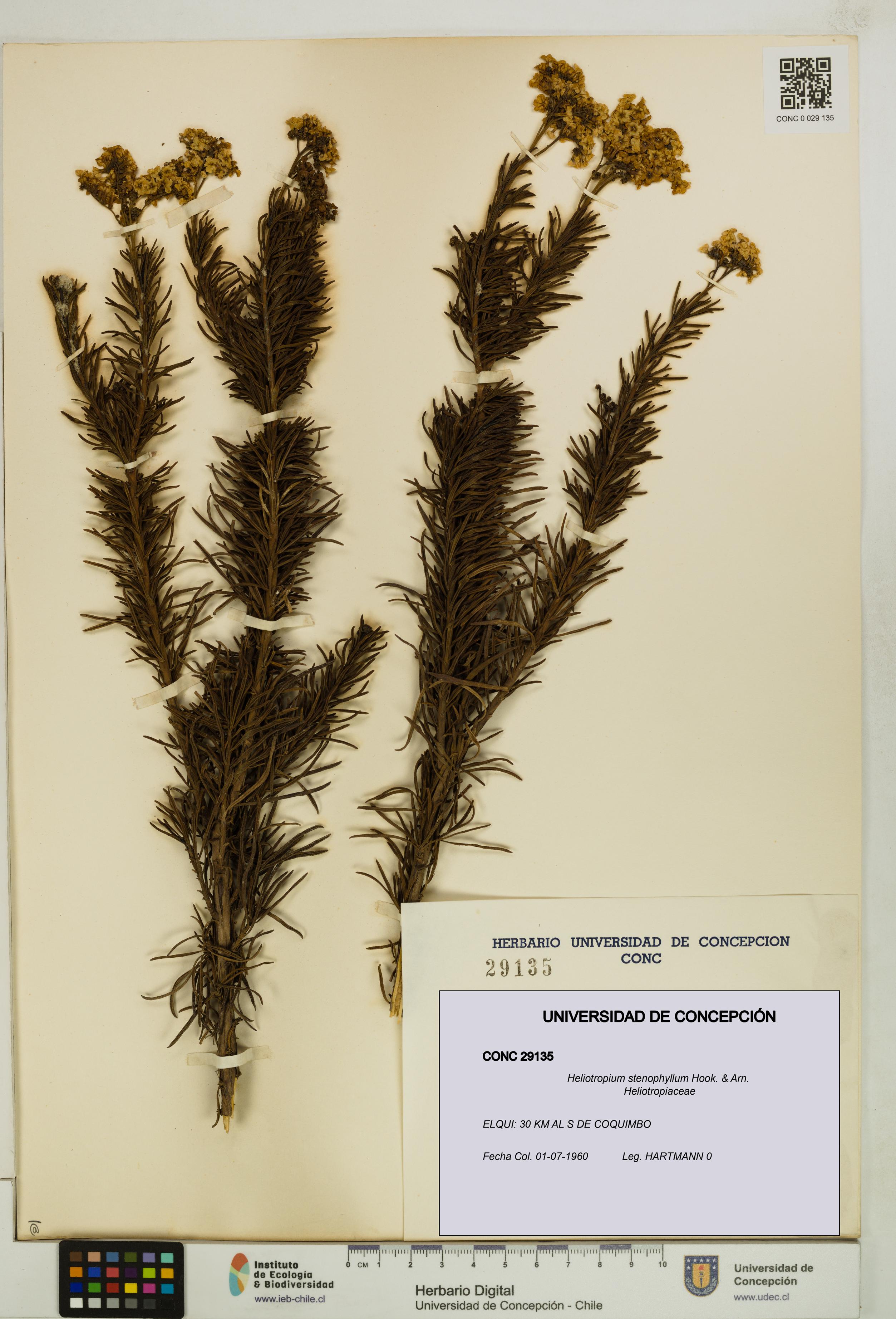 Heliotropium stenophyllum [Espécimen: UDEC:CONC:0029135]