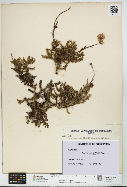 Polyachyrus fuscus [Espécimen: UDEC:CONC:0029136]