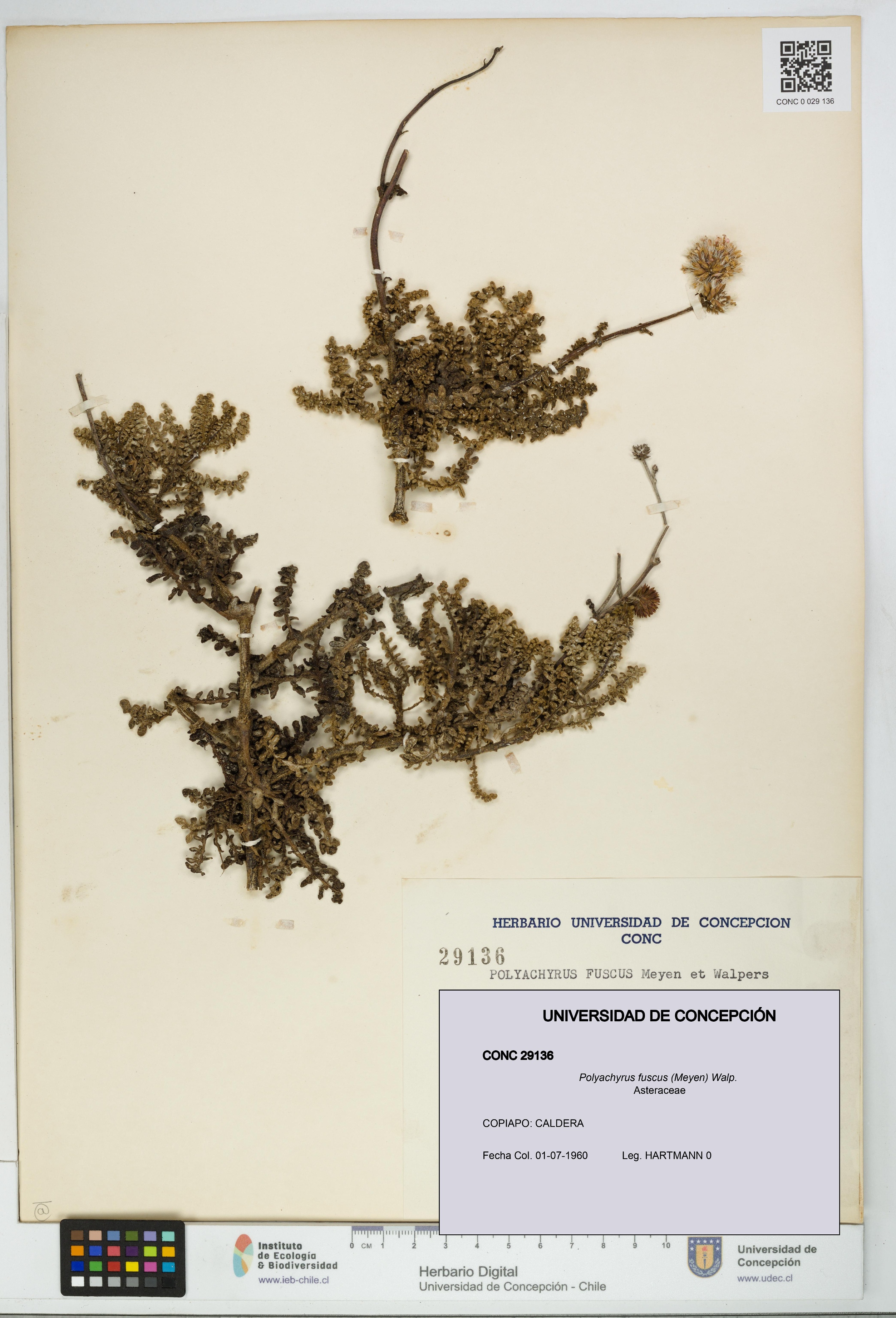 Polyachyrus fuscus [Espécimen: UDEC:CONC:0029136]