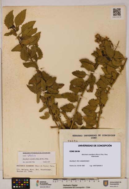 Baccharis scandens [Espécimen: UDEC:CONC:0029139]