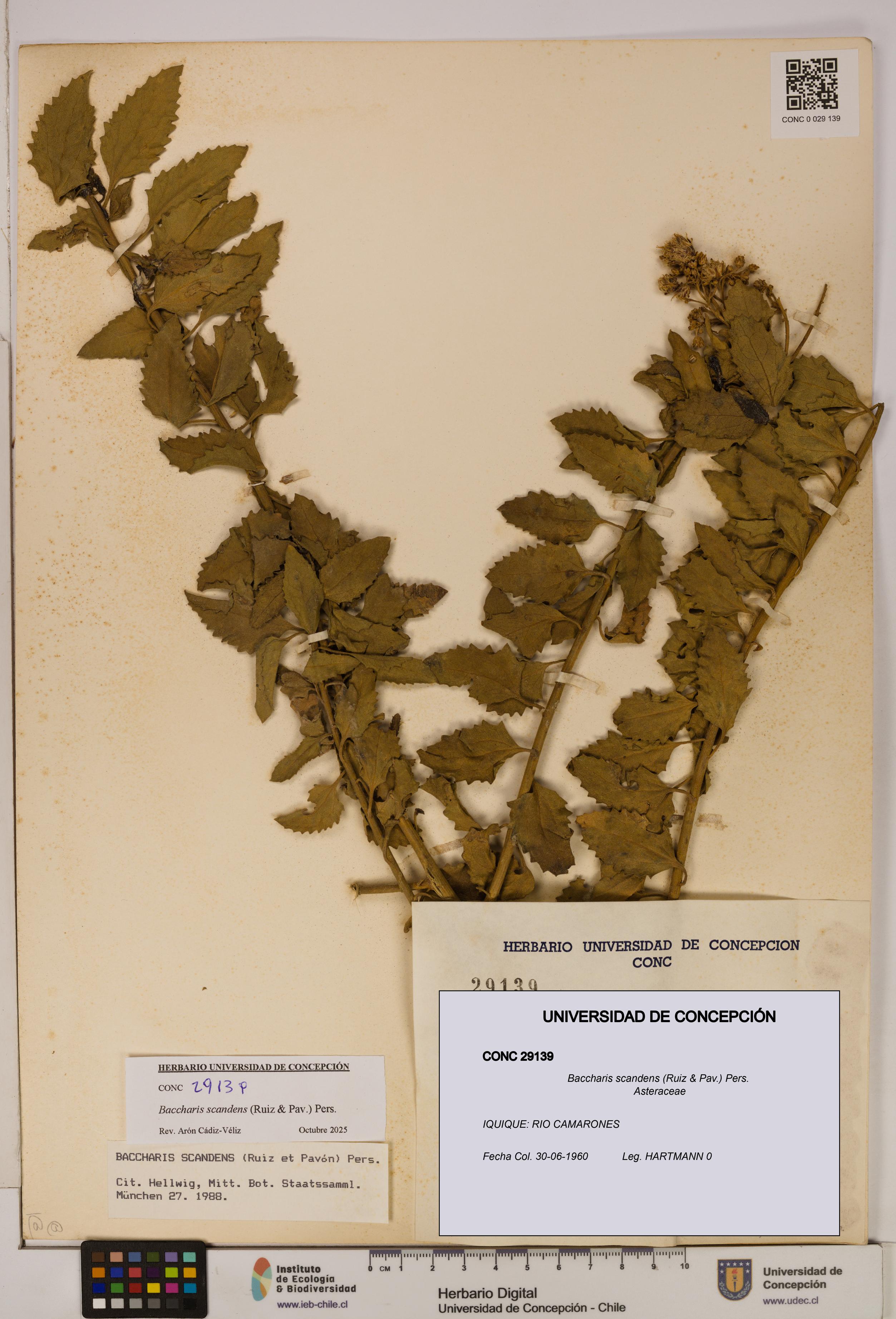 Baccharis scandens [Espécimen: UDEC:CONC:0029139]