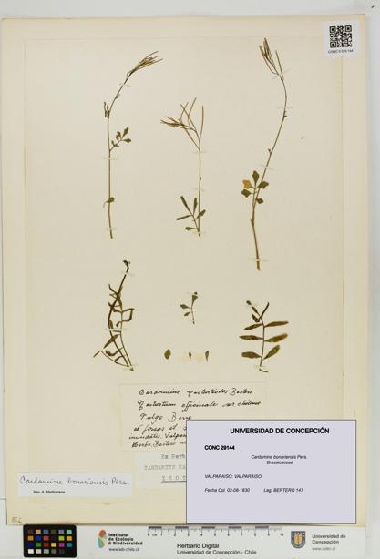 Cardamine bonariensis [Espécimen: UDEC:CONC:0029144]