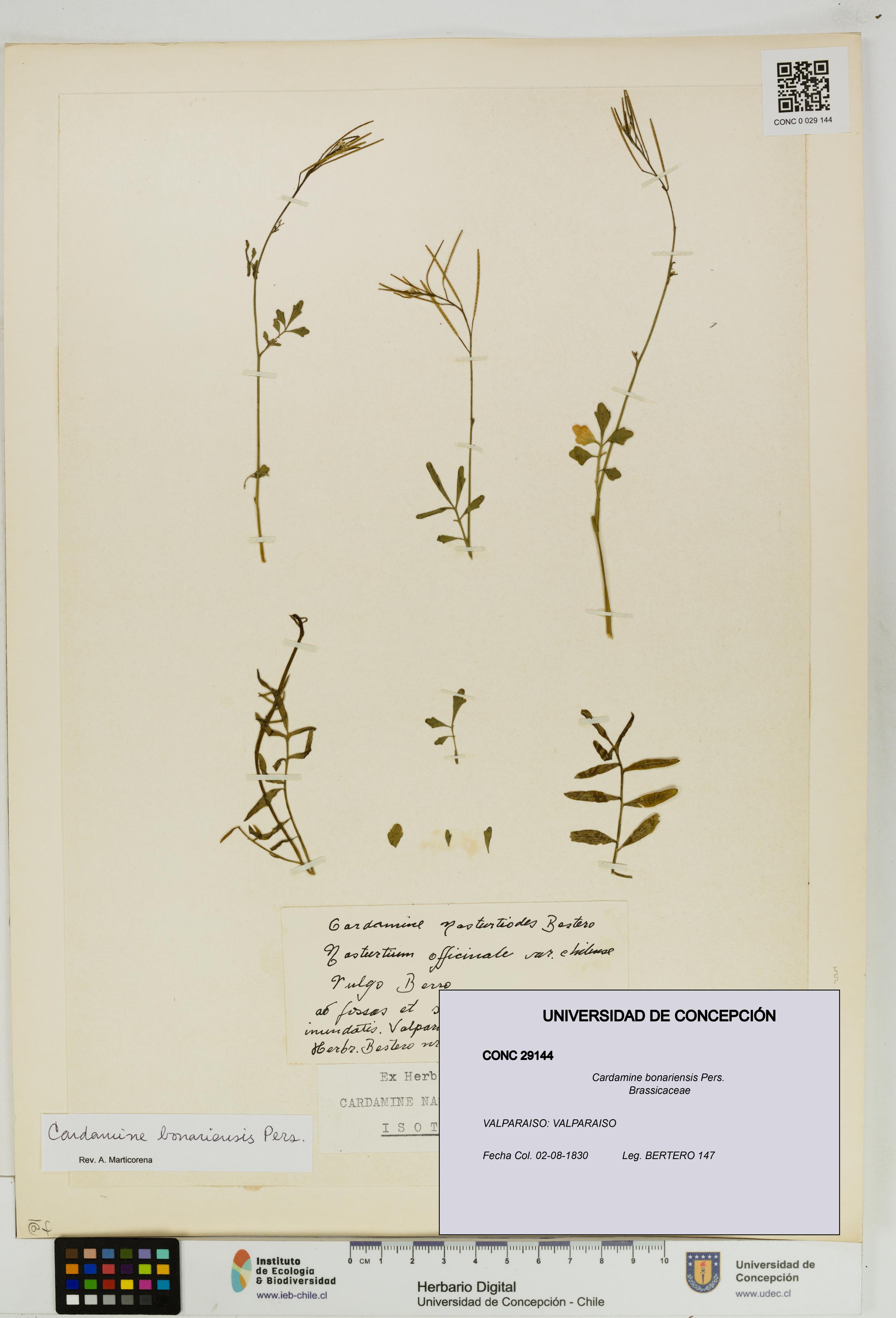 Cardamine bonariensis [Espécimen: UDEC:CONC:0029144]