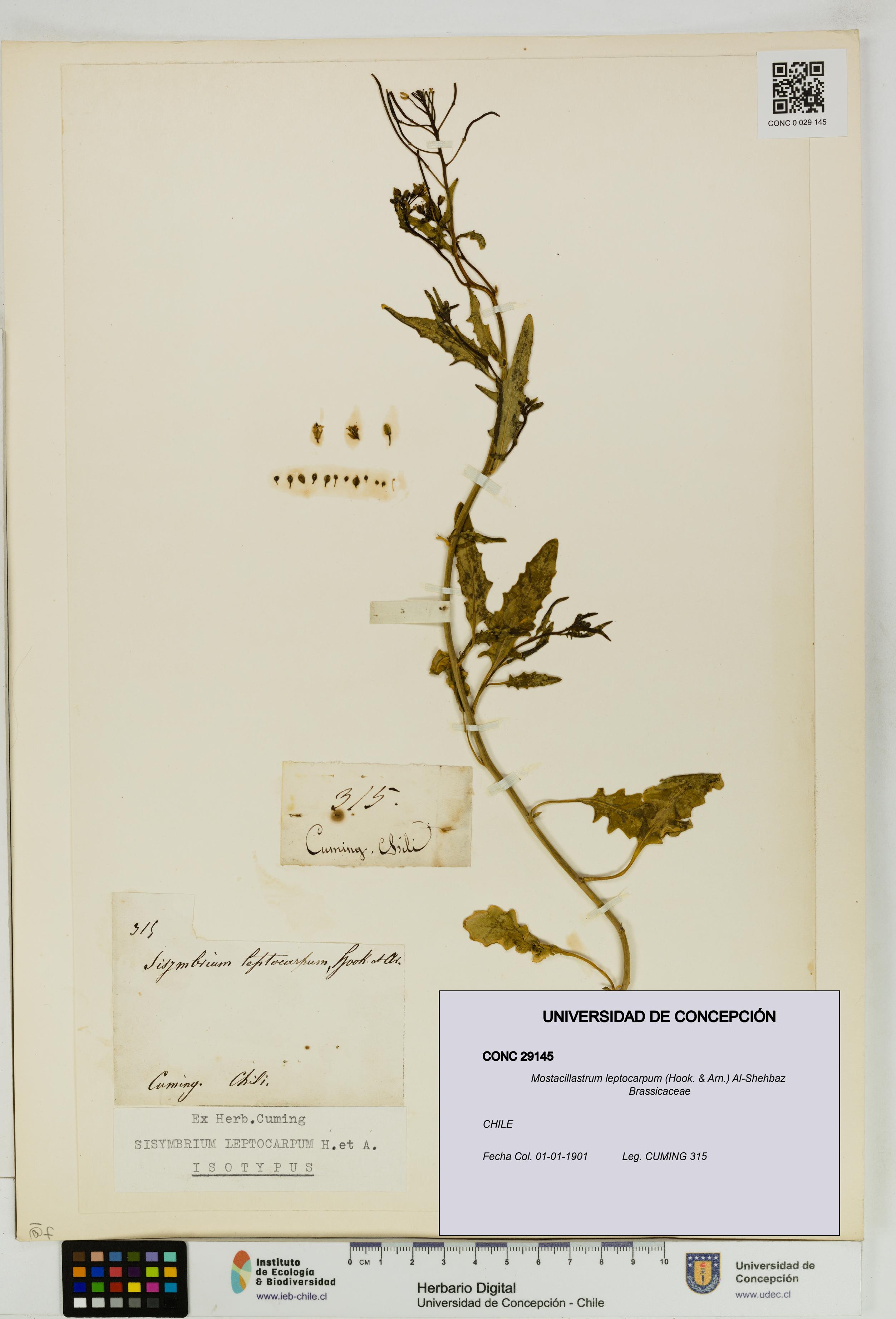 Mostacillastrum leptocarpum [Espécimen: UDEC:CONC:0029145]