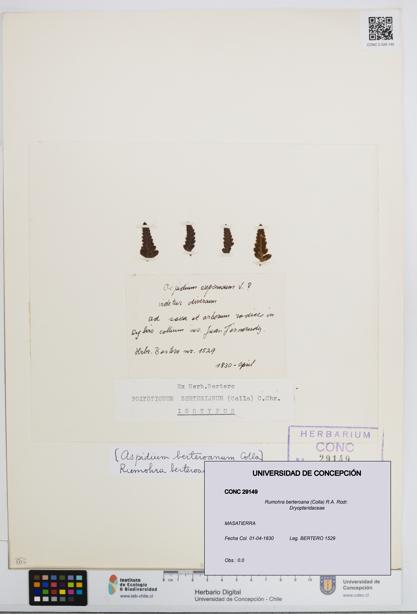 Rumohra berteroana [Espécimen: UDEC:CONC:0029149]