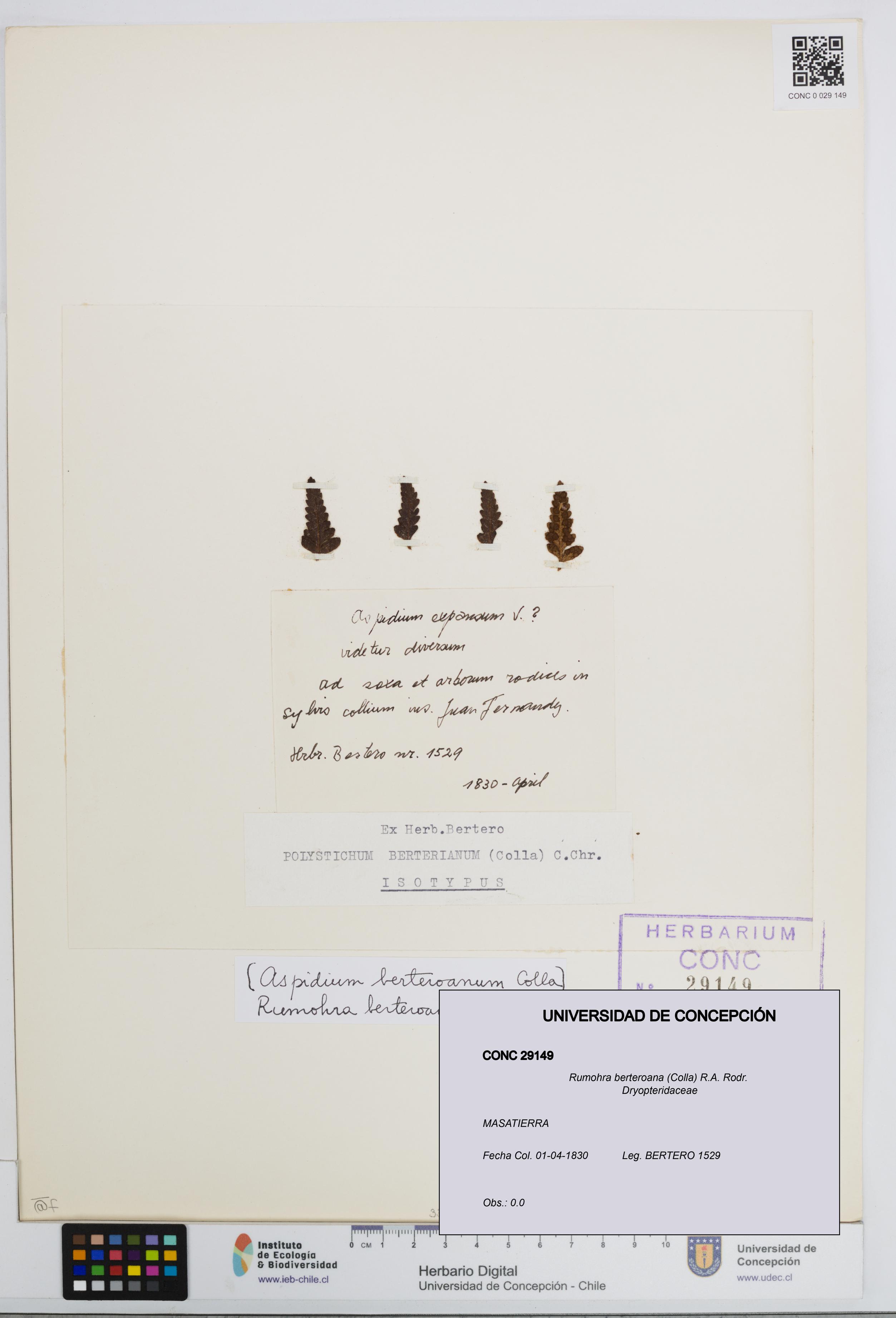 Rumohra berteroana [Espécimen: UDEC:CONC:0029149]