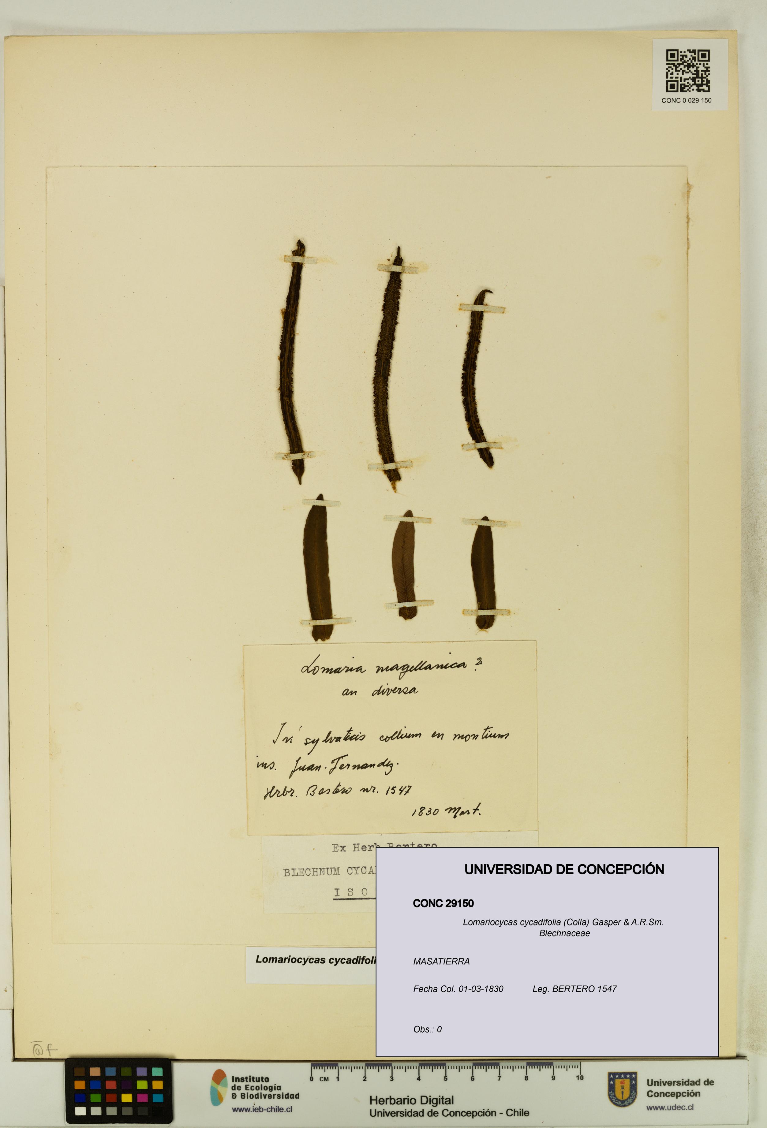 Lomariocycas cycadifolia [Espécimen: UDEC:CONC:0029150]