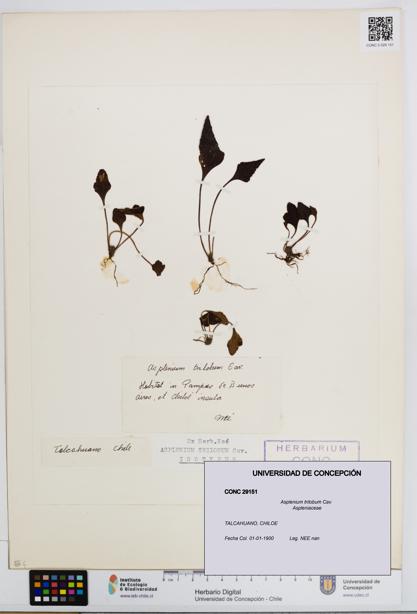 Asplenium trilobum [Espécimen: UDEC:CONC:0029151]