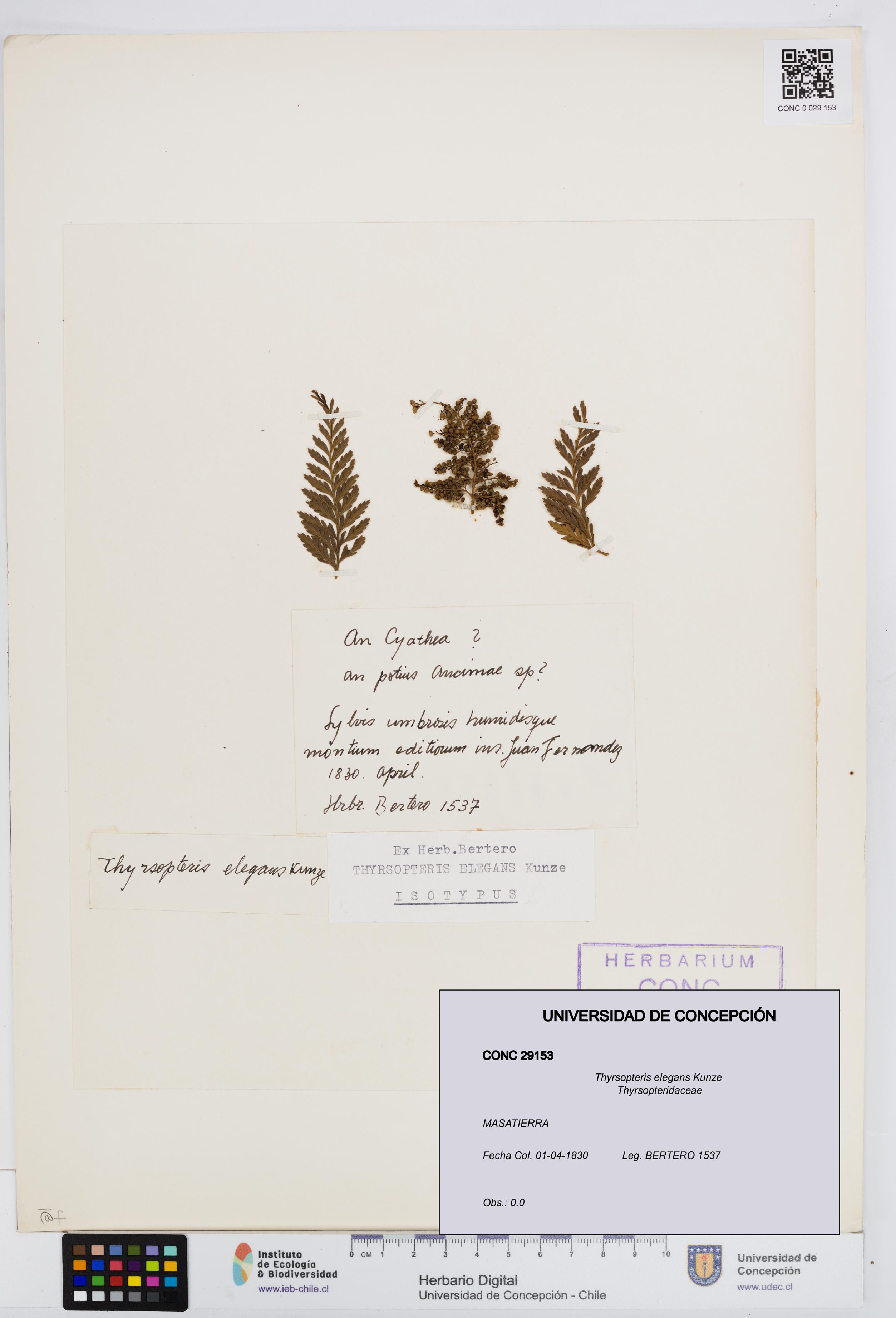 Thyrsopteris elegans [Espécimen: UDEC:CONC:0029153]