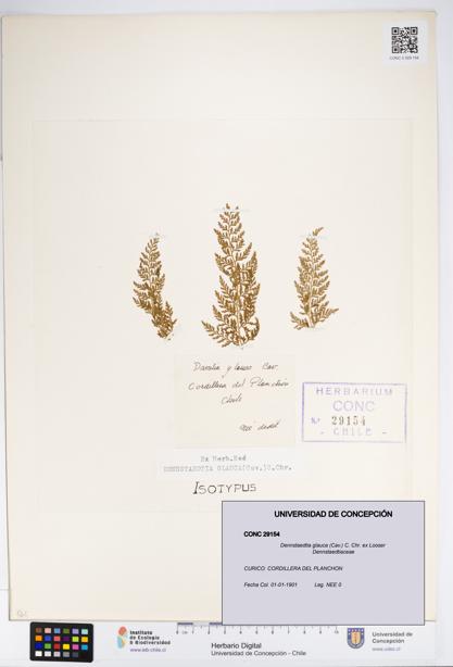 Dennstaedtia glauca [Espécimen: UDEC:CONC:0029154]