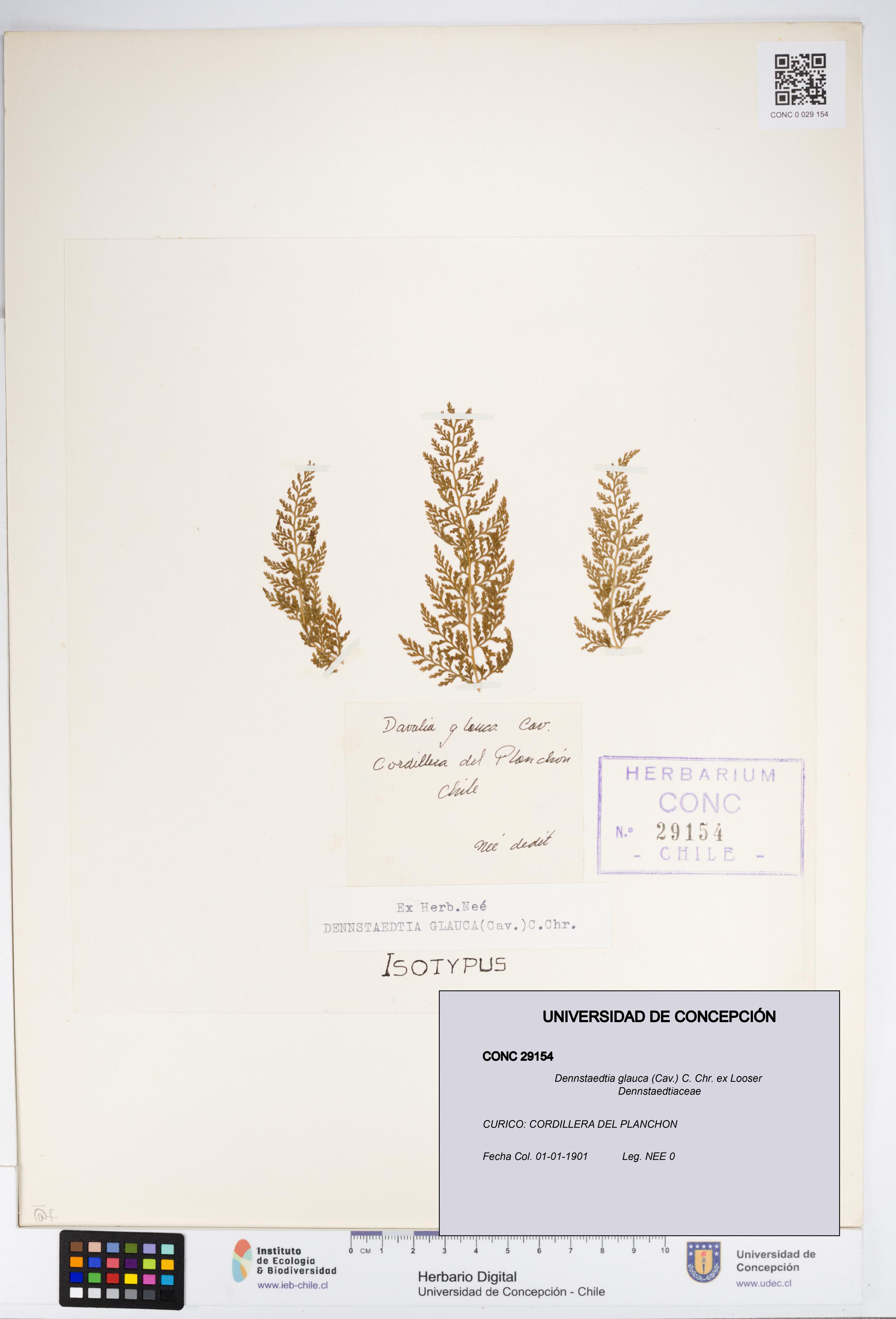 Dennstaedtia glauca [Espécimen: UDEC:CONC:0029154]