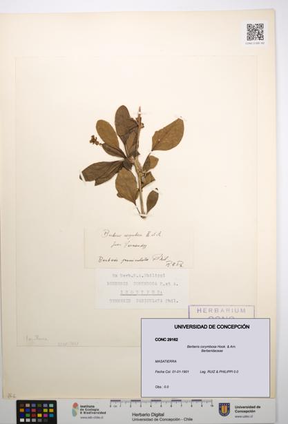 Berberis corymbosa [Espécimen: UDEC:CONC:0029162]