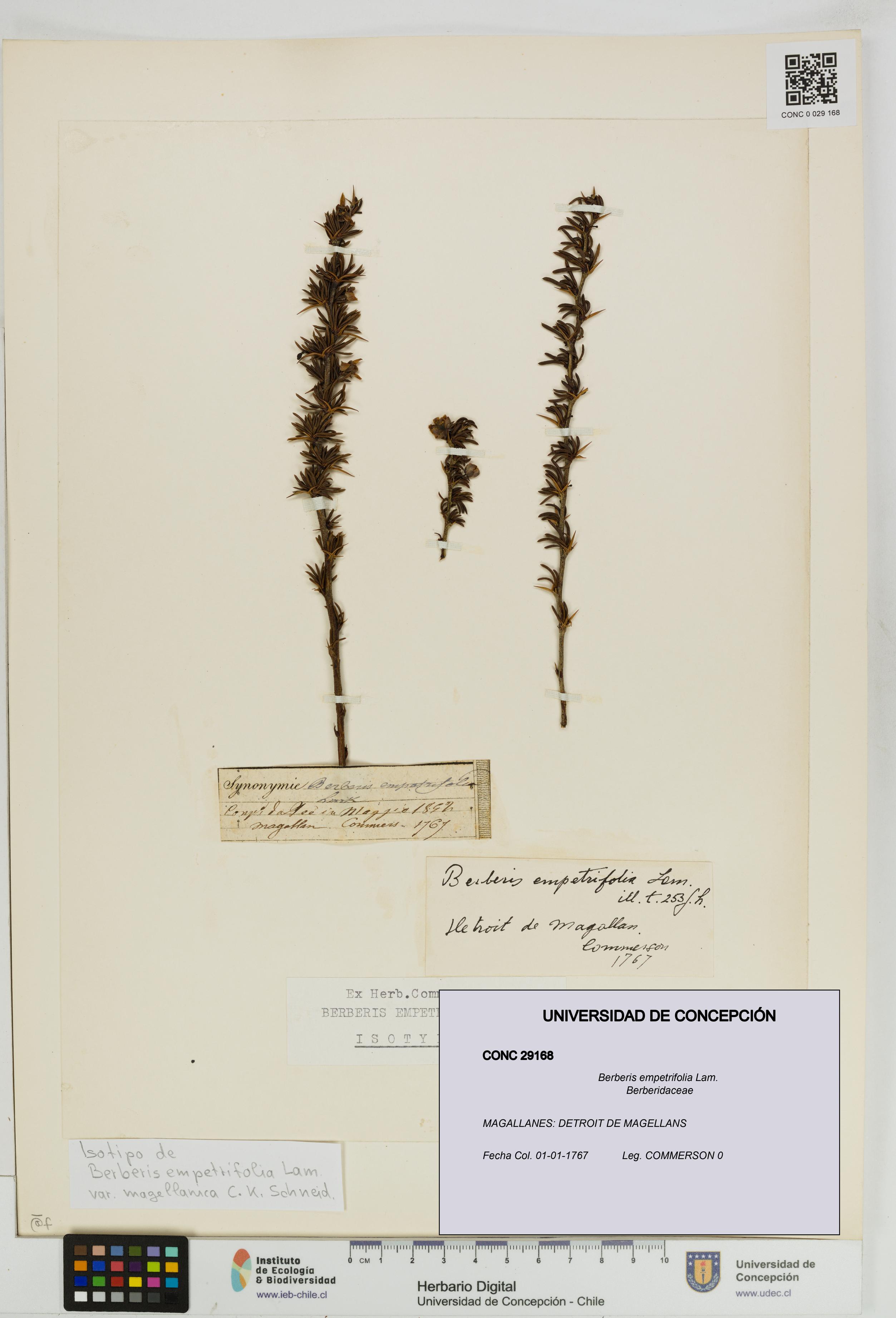 Berberis empetrifolia [Espécimen: UDEC:CONC:0029168]