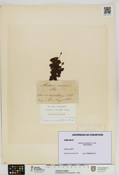 Berberis microphylla [Espécimen: UDEC:CONC:0029174]