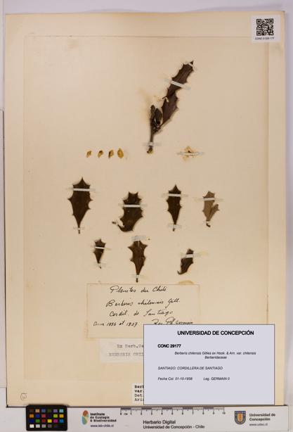Berberis chilensis var. chilensis [Espécimen: UDEC:CONC:0029177]