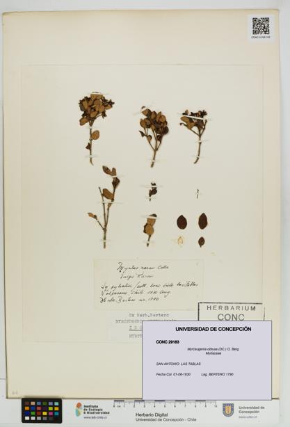 Myrceugenia obtusa [Espécimen: UDEC:CONC:0029183]