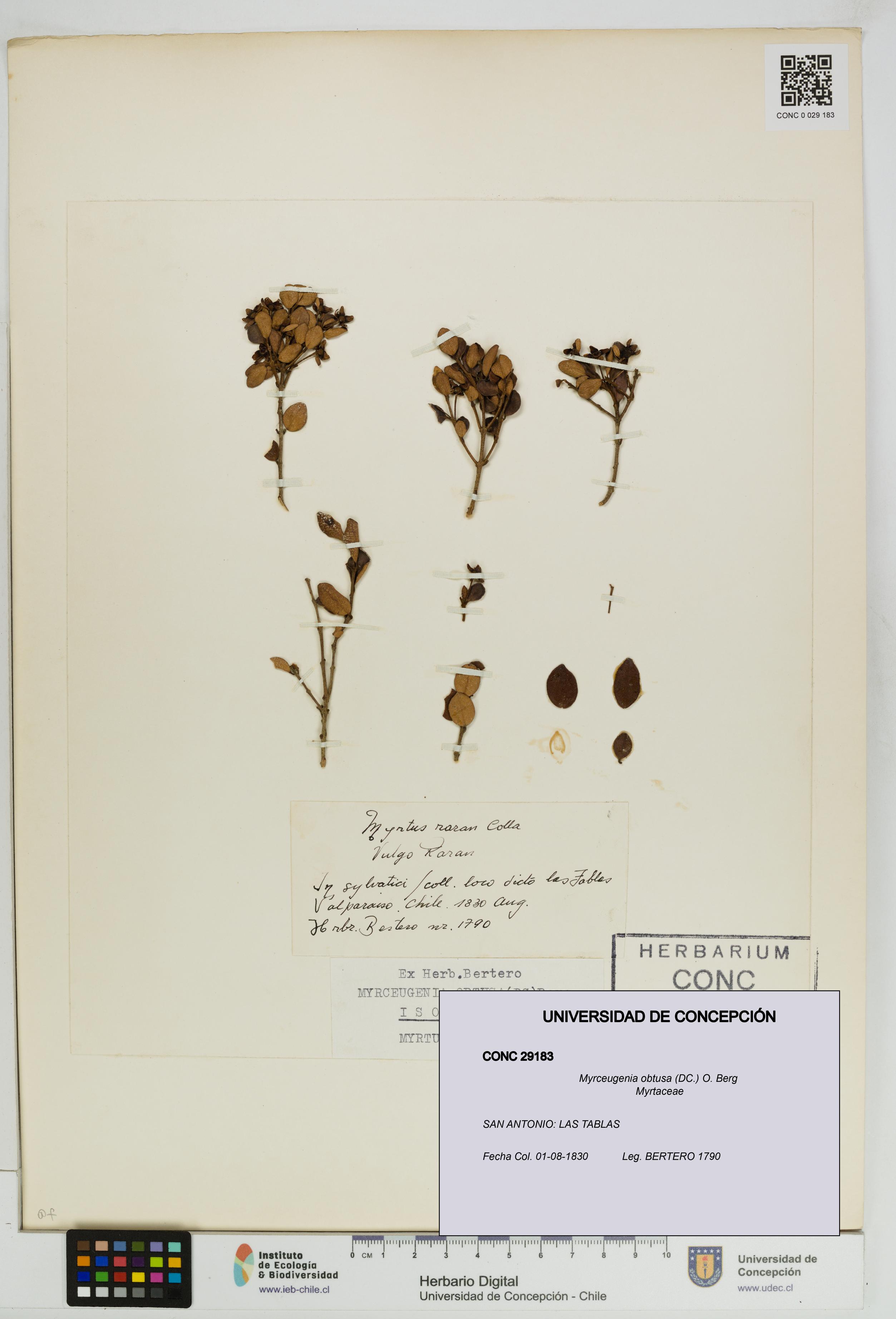 Myrceugenia obtusa [Espécimen: UDEC:CONC:0029183]