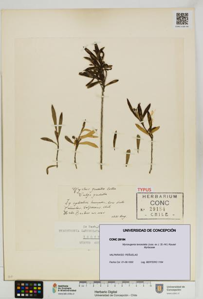 Myrceugenia lanceolata [Espécimen: UDEC:CONC:0029184]