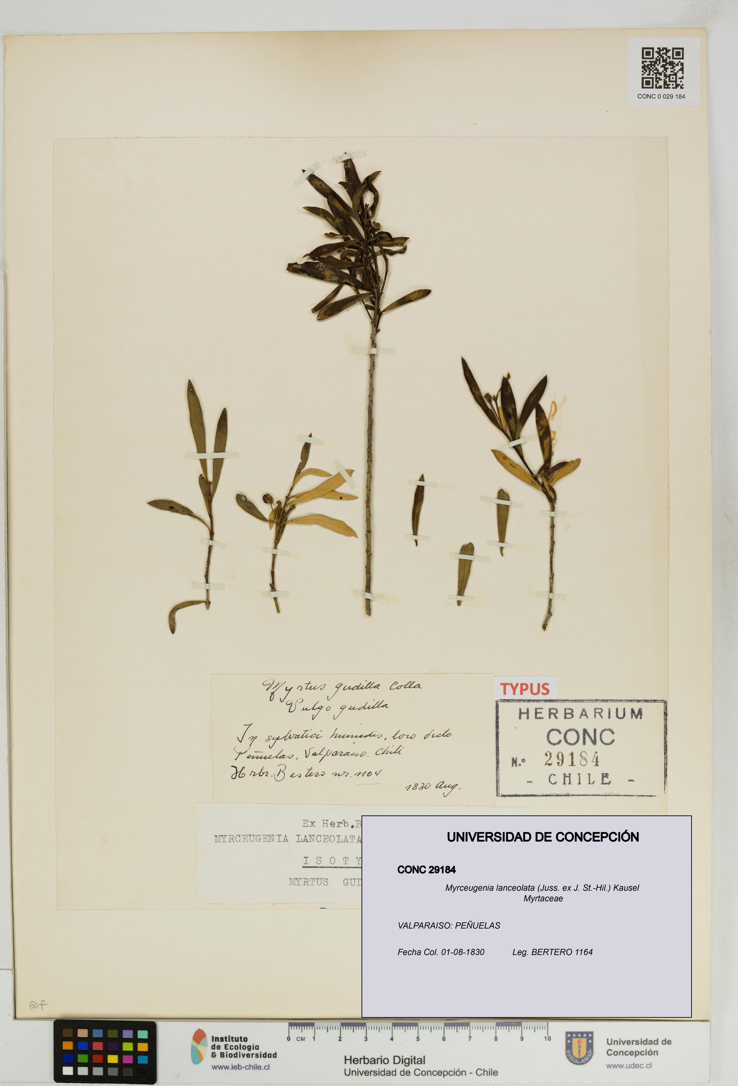 Myrceugenia lanceolata [Espécimen: UDEC:CONC:0029184]