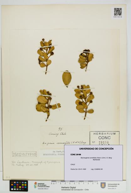 Myrceugenia correifolia [Espécimen: UDEC:CONC:0029186]