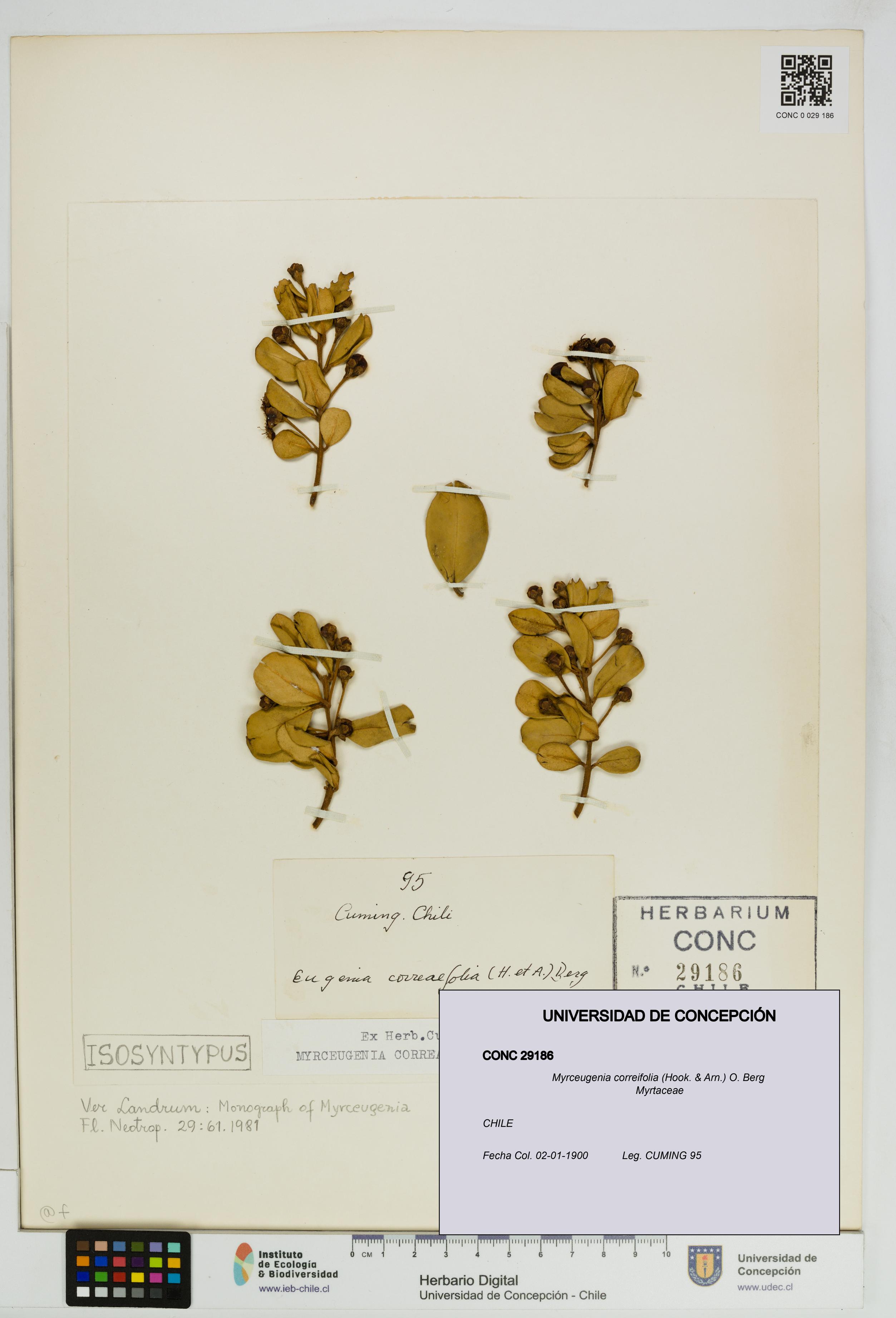 Myrceugenia correifolia [Espécimen: UDEC:CONC:0029186]