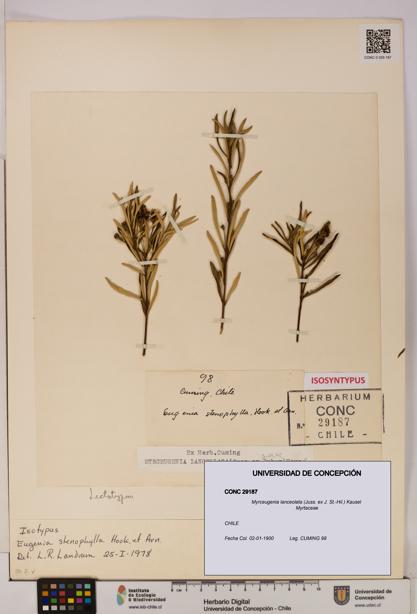 Myrceugenia lanceolata [Espécimen: UDEC:CONC:0029187]