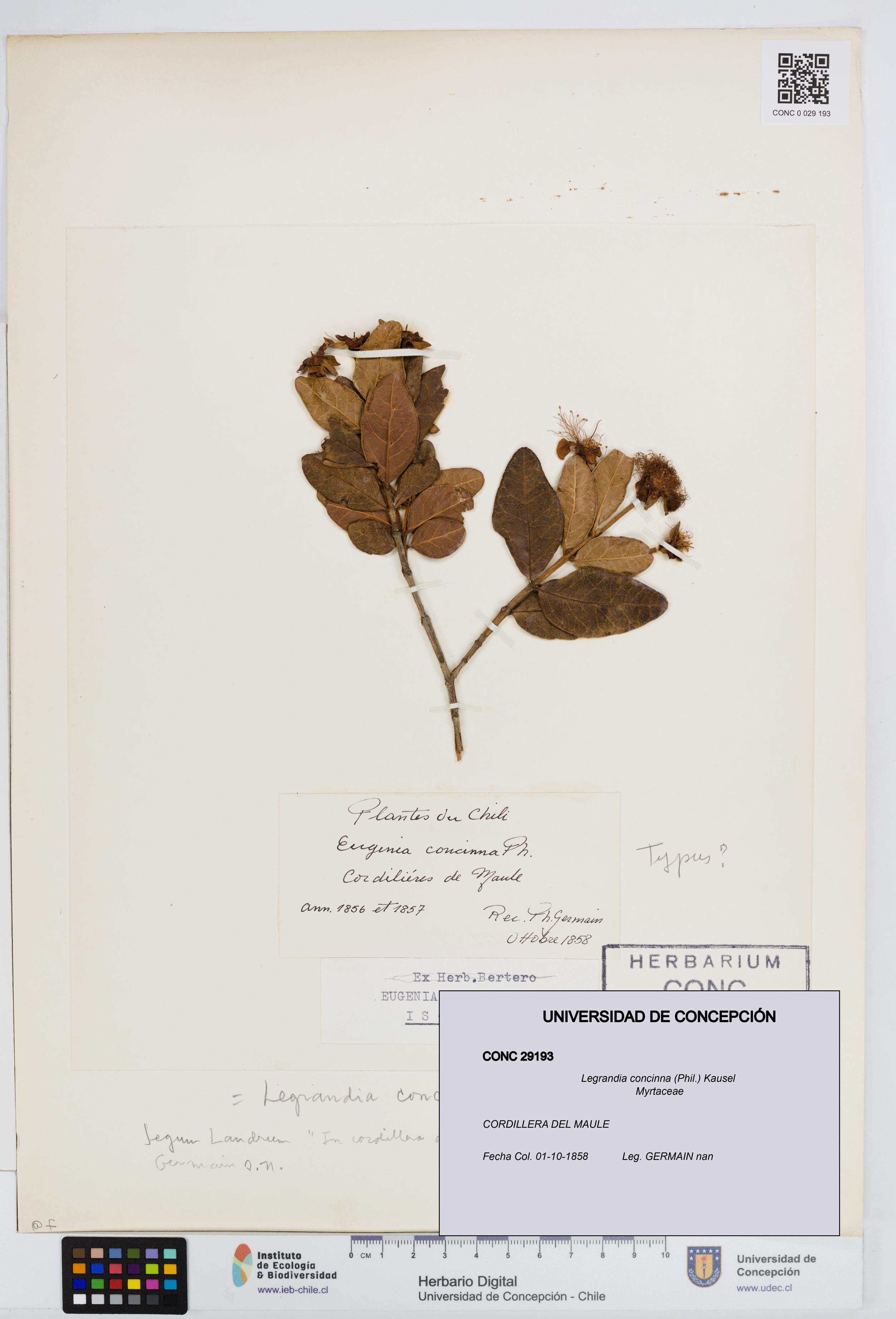 Legrandia concinna [Espécimen: UDEC:CONC:0029193]