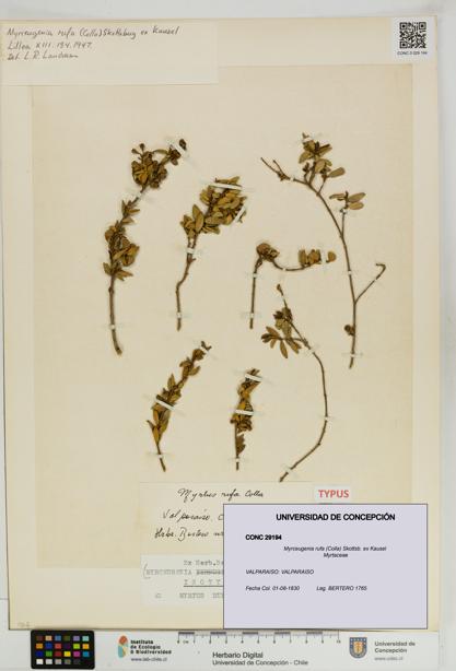 Myrceugenia rufa [Espécimen: UDEC:CONC:0029194]