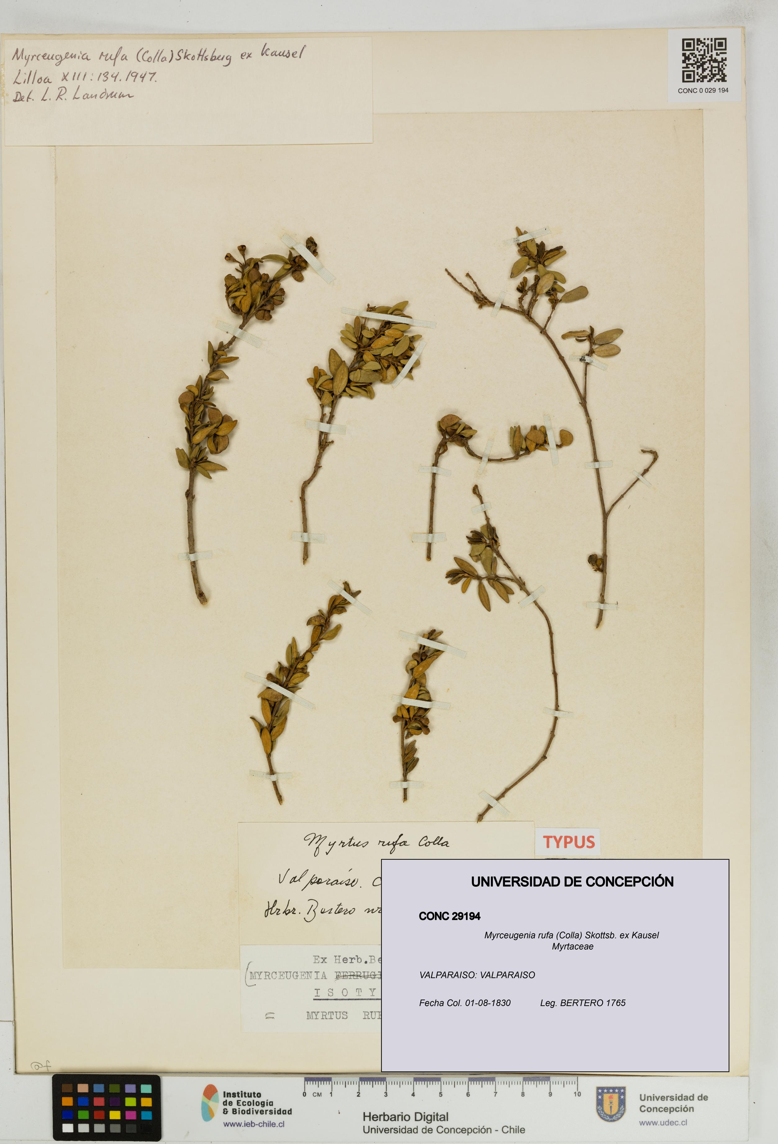 Myrceugenia rufa [Espécimen: UDEC:CONC:0029194]