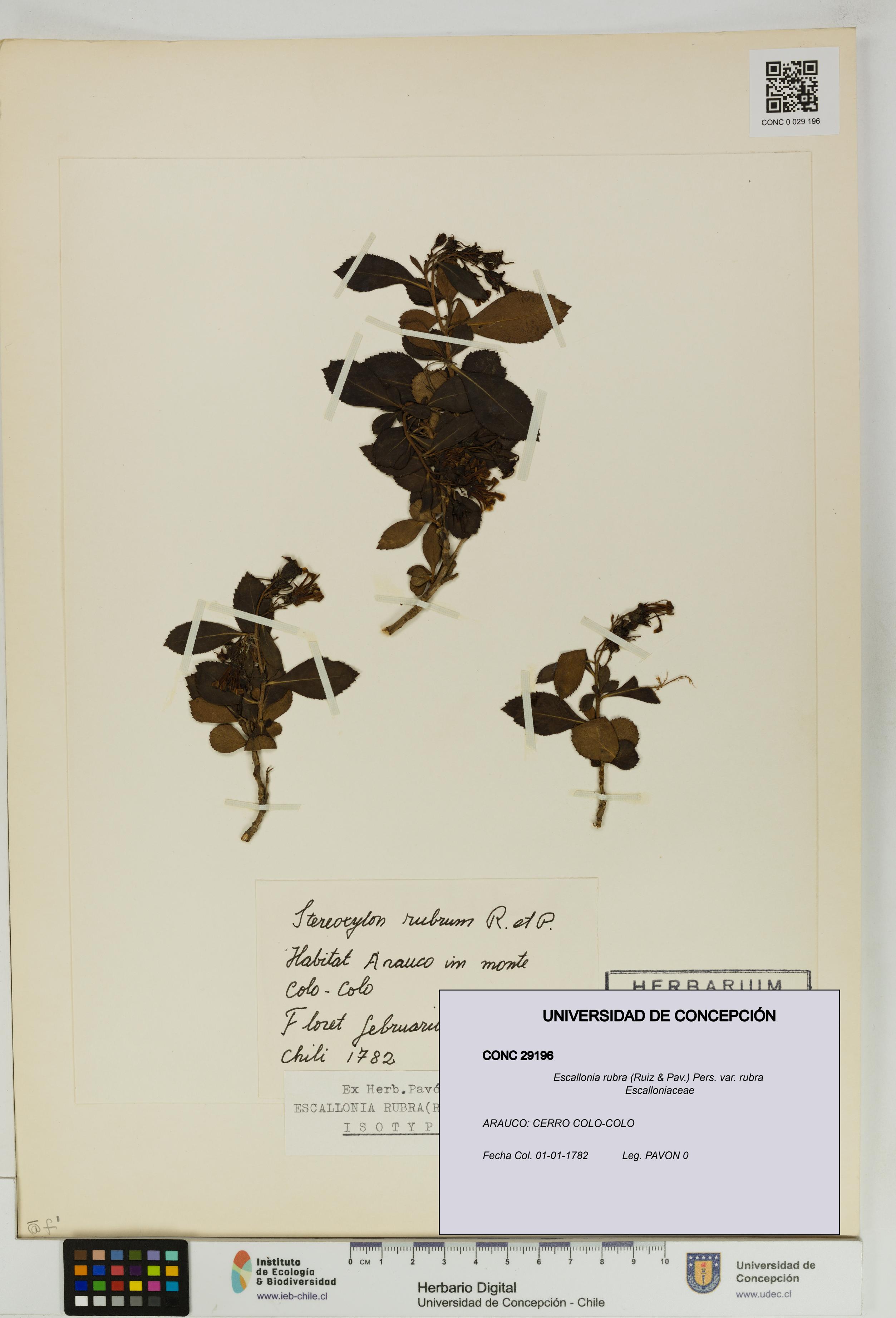 Escallonia rubra [Espécimen: UDEC:CONC:0029196]