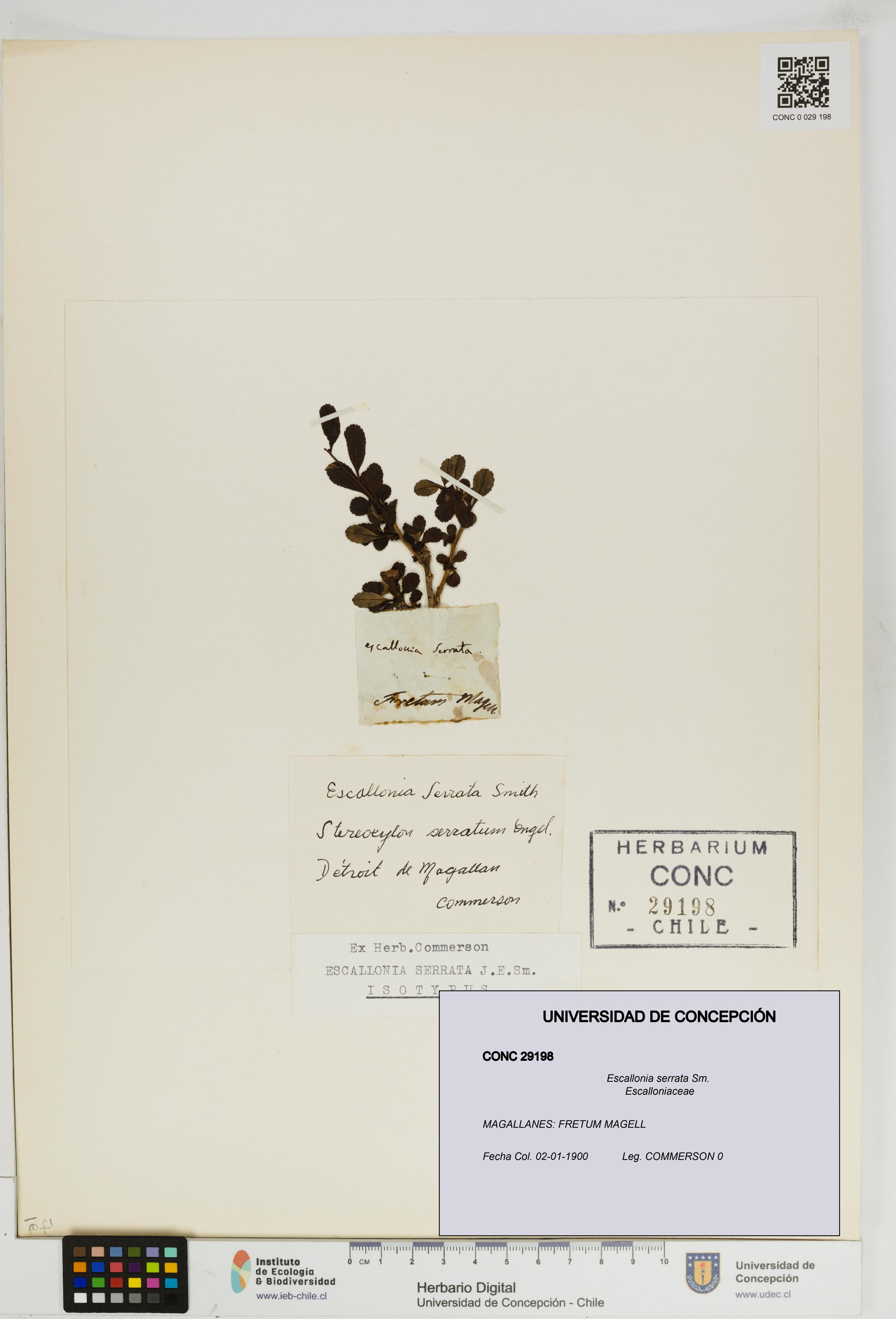 Escallonia serrata [Espécimen: UDEC:CONC:0029198]
