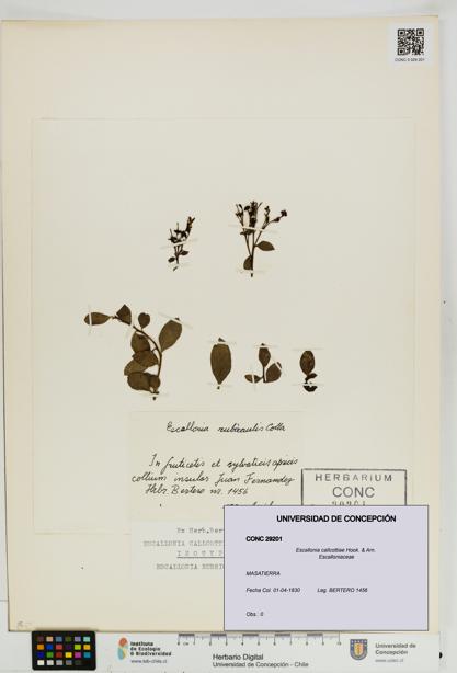 Escallonia callcottiae [Espécimen: UDEC:CONC:0029201]