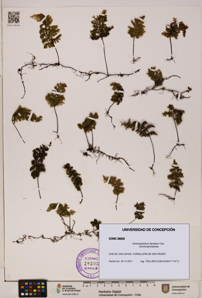 Hymenophyllum dentatum [Espécimen: UDEC:CONC:0029202]