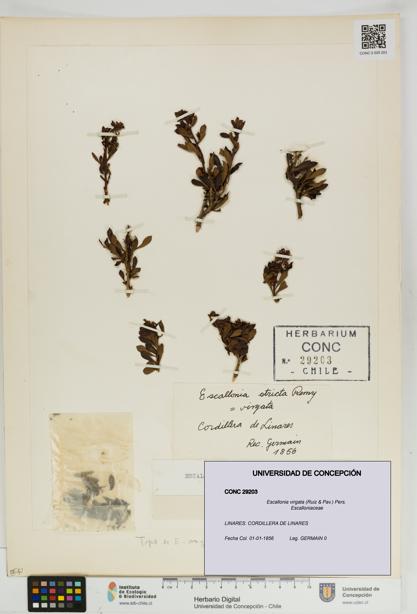 Escallonia virgata [Espécimen: UDEC:CONC:0029203]