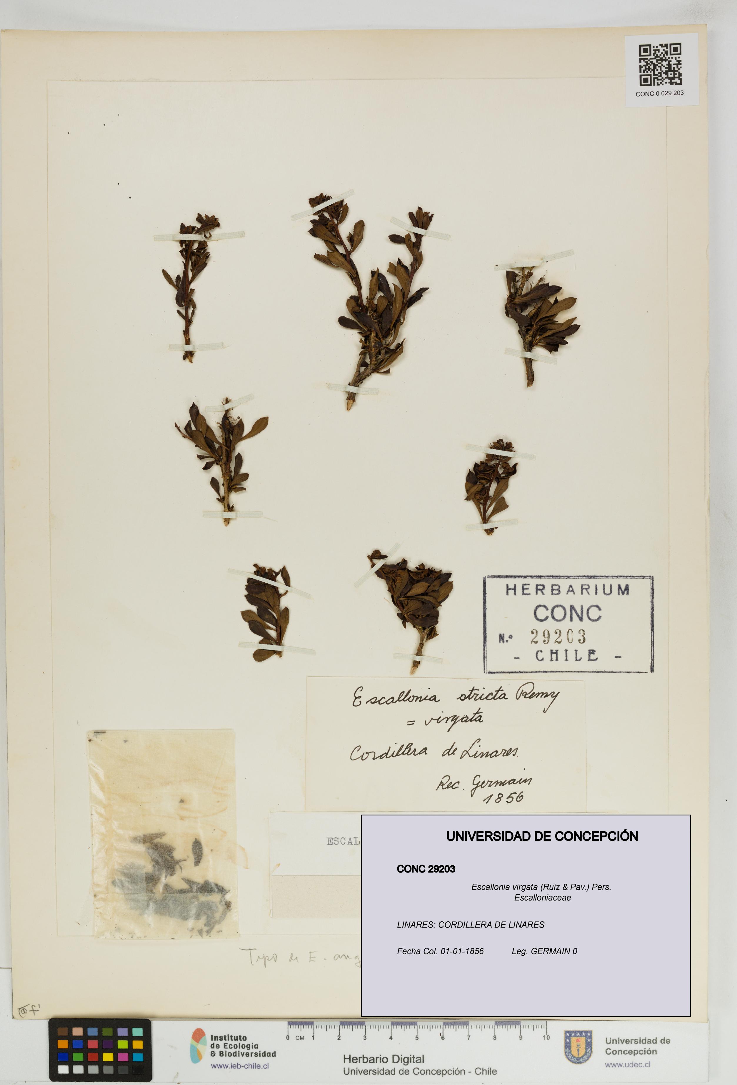 Escallonia virgata [Espécimen: UDEC:CONC:0029203]