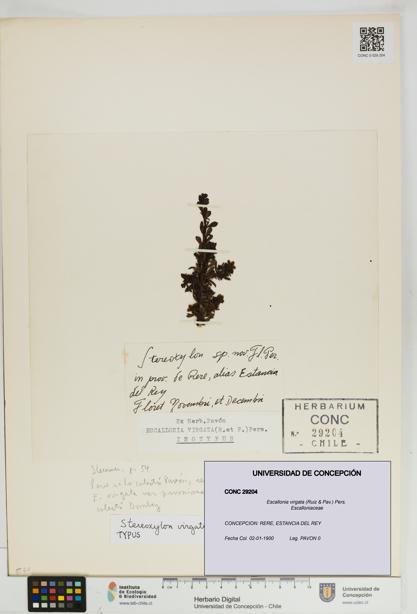 Escallonia virgata [Espécimen: UDEC:CONC:0029204]