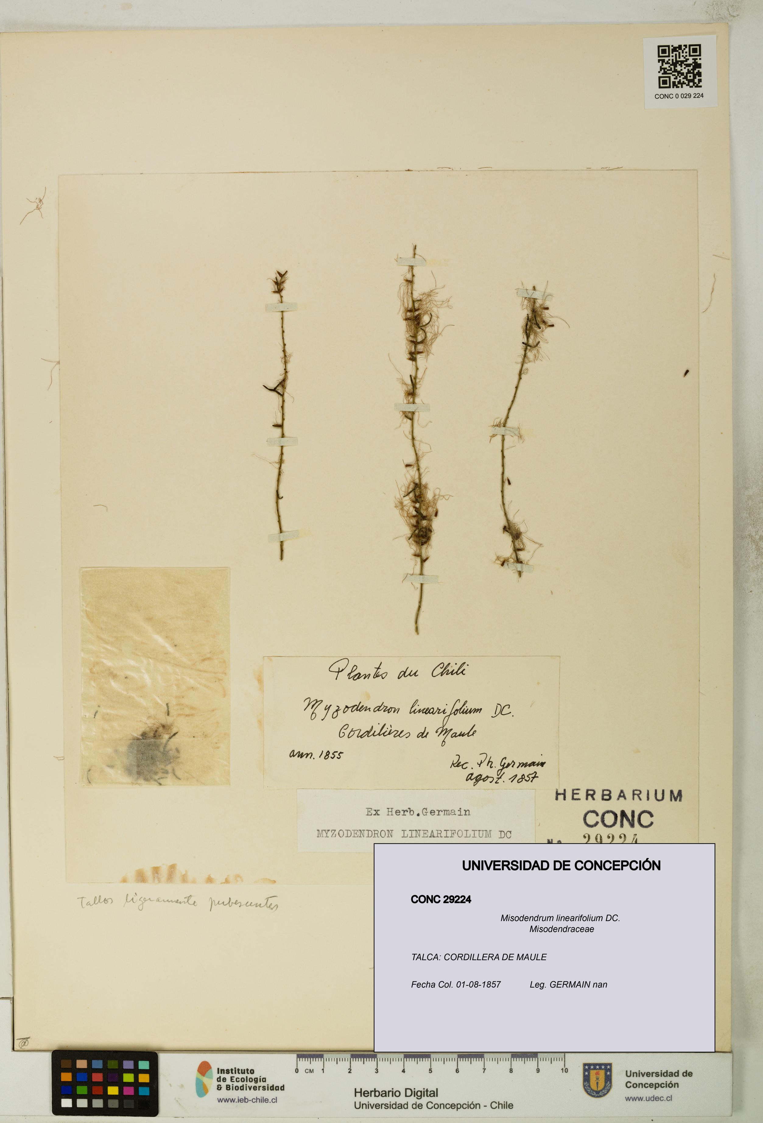 Misodendrum linearifolium [Espécimen: UDEC:CONC:0029224]