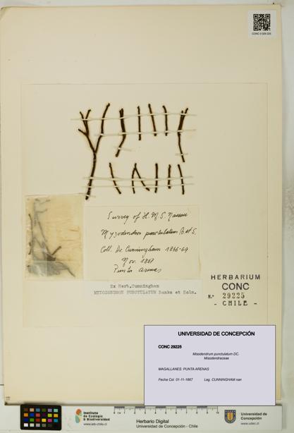 Misodendrum punctulatum [Espécimen: UDEC:CONC:0029225]