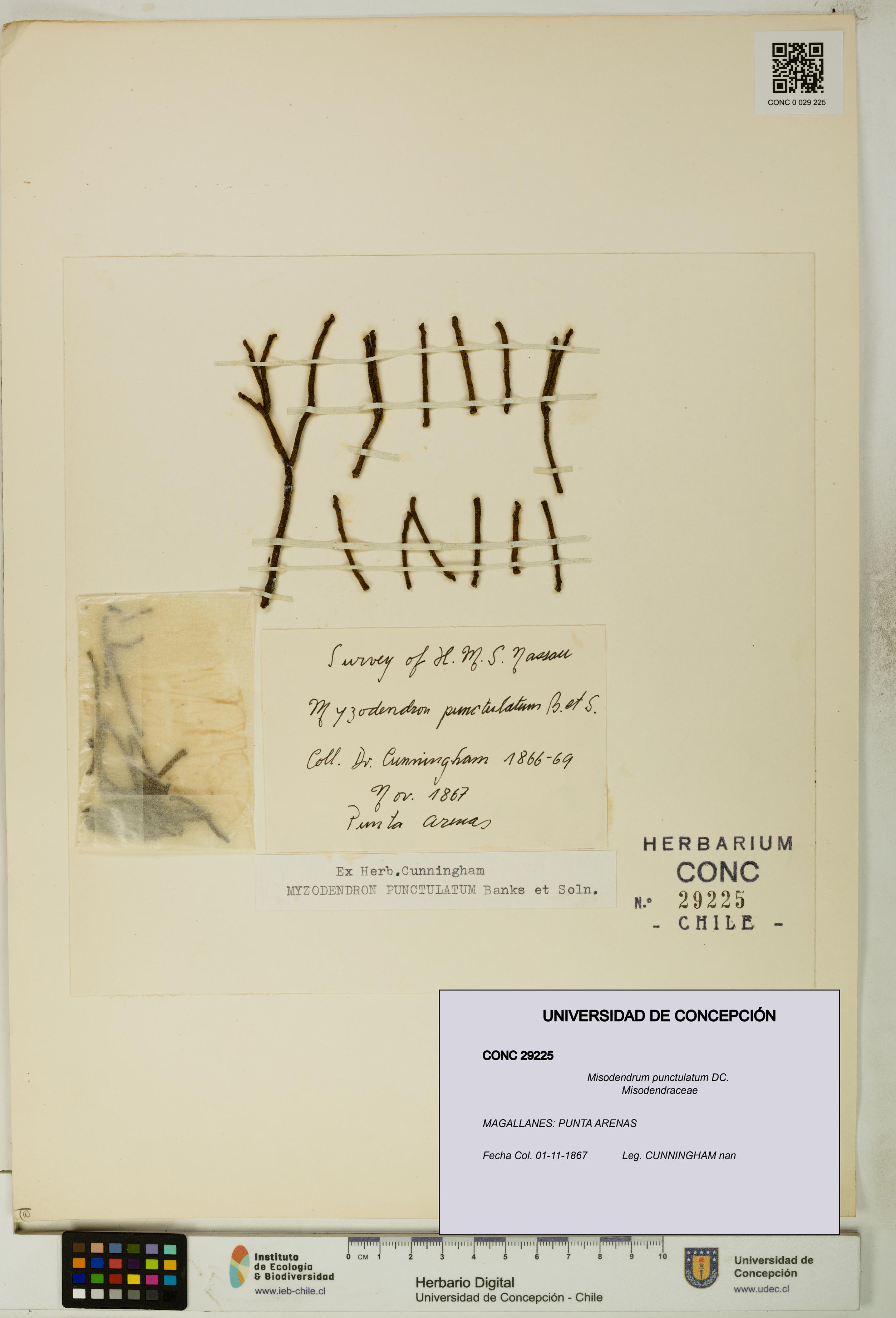 Misodendrum punctulatum [Espécimen: UDEC:CONC:0029225]