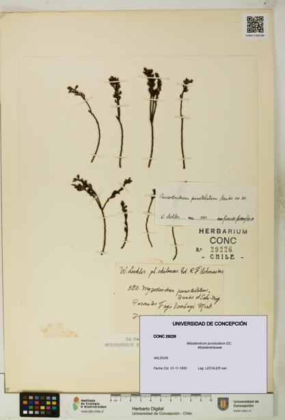 Misodendrum punctulatum [Espécimen: UDEC:CONC:0029226]