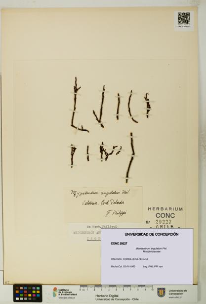 Misodendrum angulatum [Espécimen: UDEC:CONC:0029227]