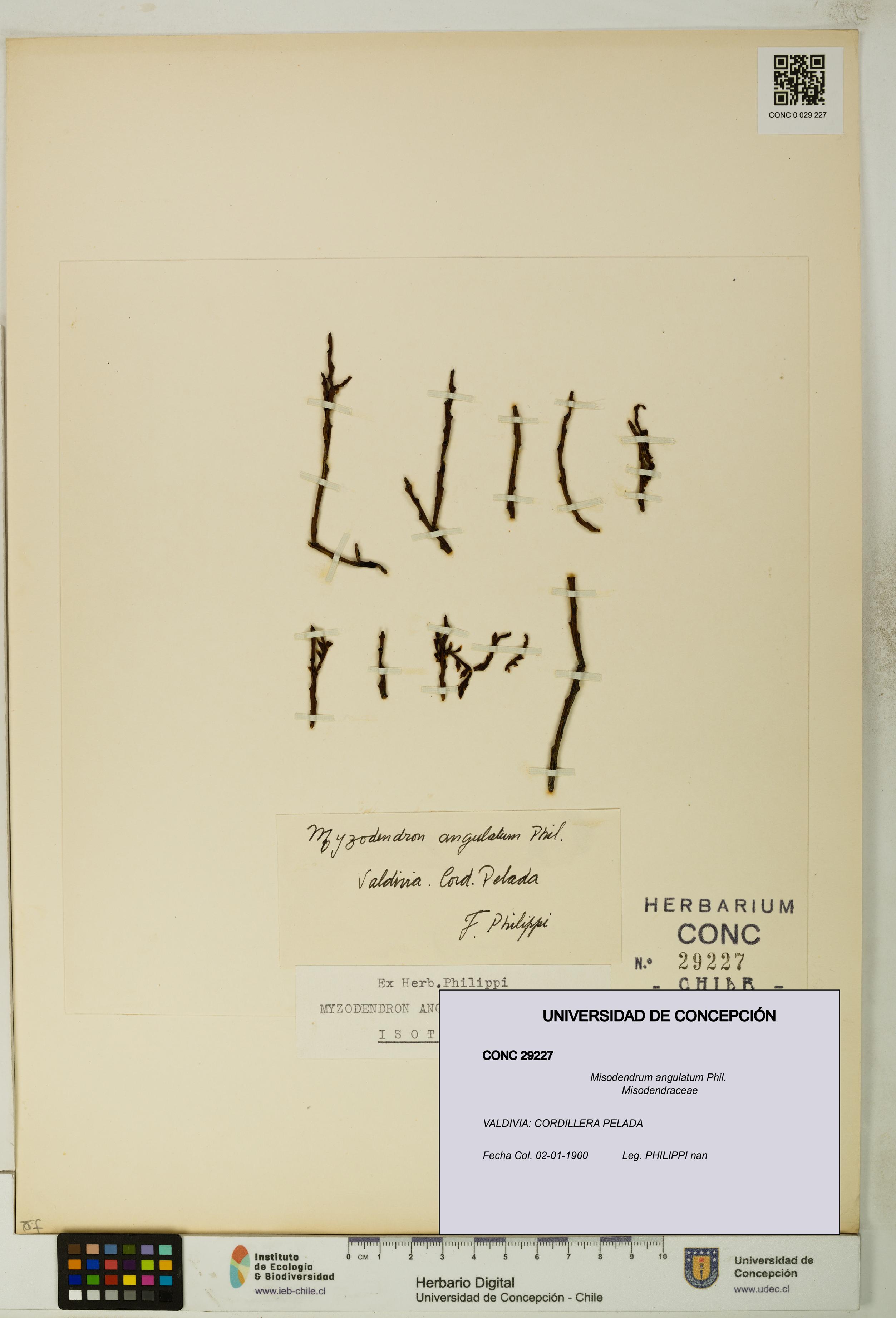 Misodendrum angulatum [Espécimen: UDEC:CONC:0029227]