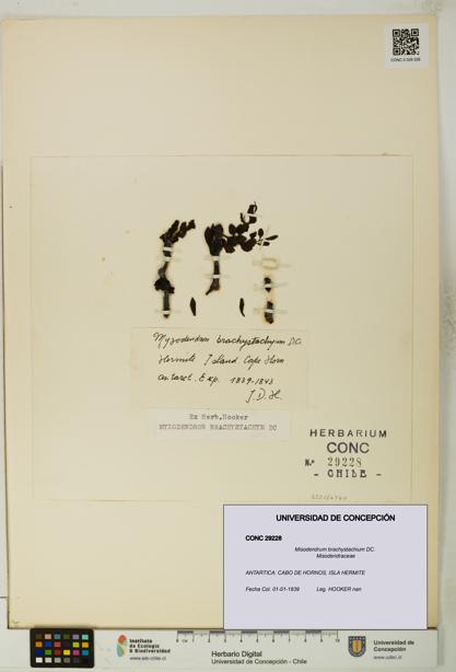 Misodendrum brachystachium [Espécimen: UDEC:CONC:0029228]