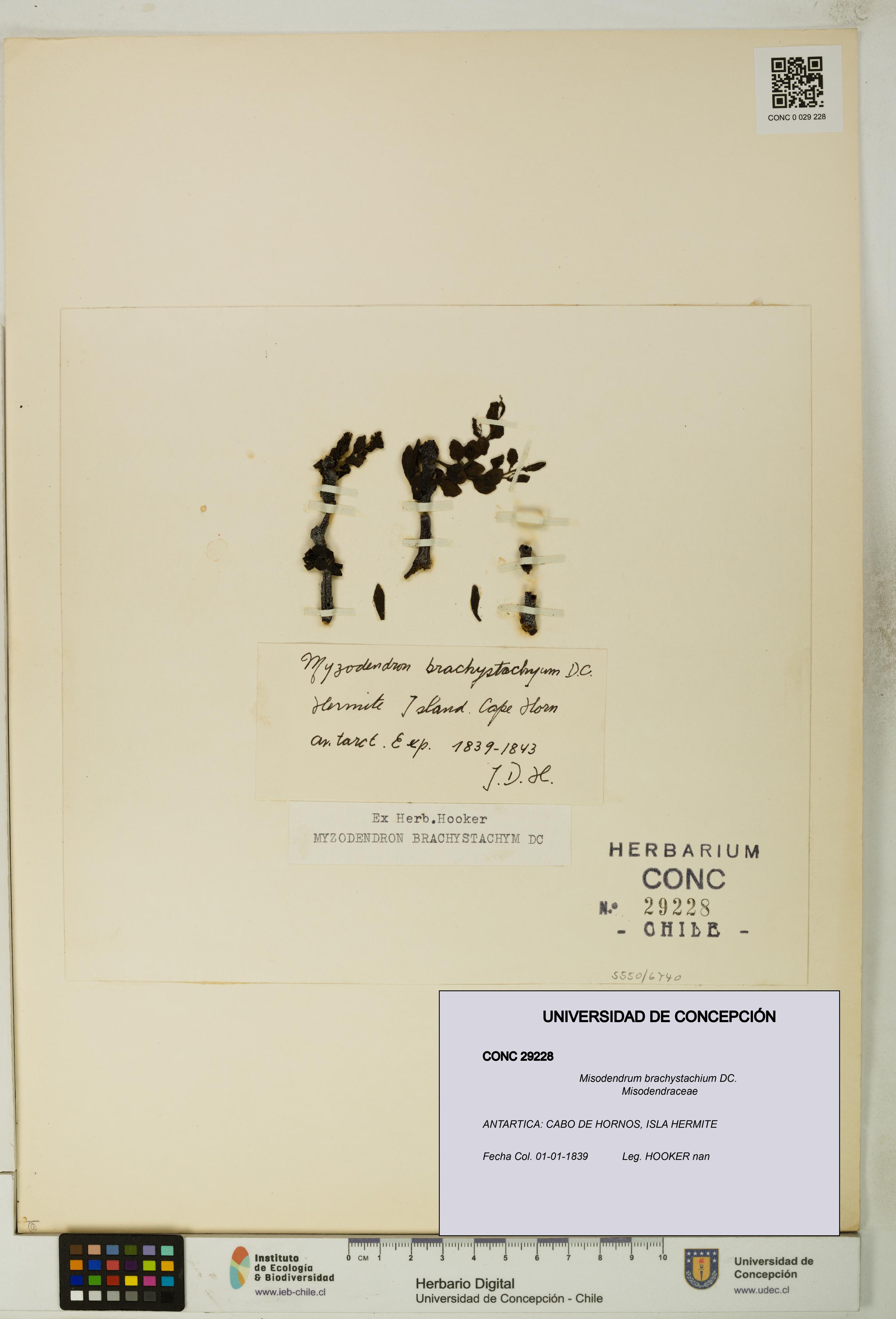 Misodendrum brachystachium [Espécimen: UDEC:CONC:0029228]