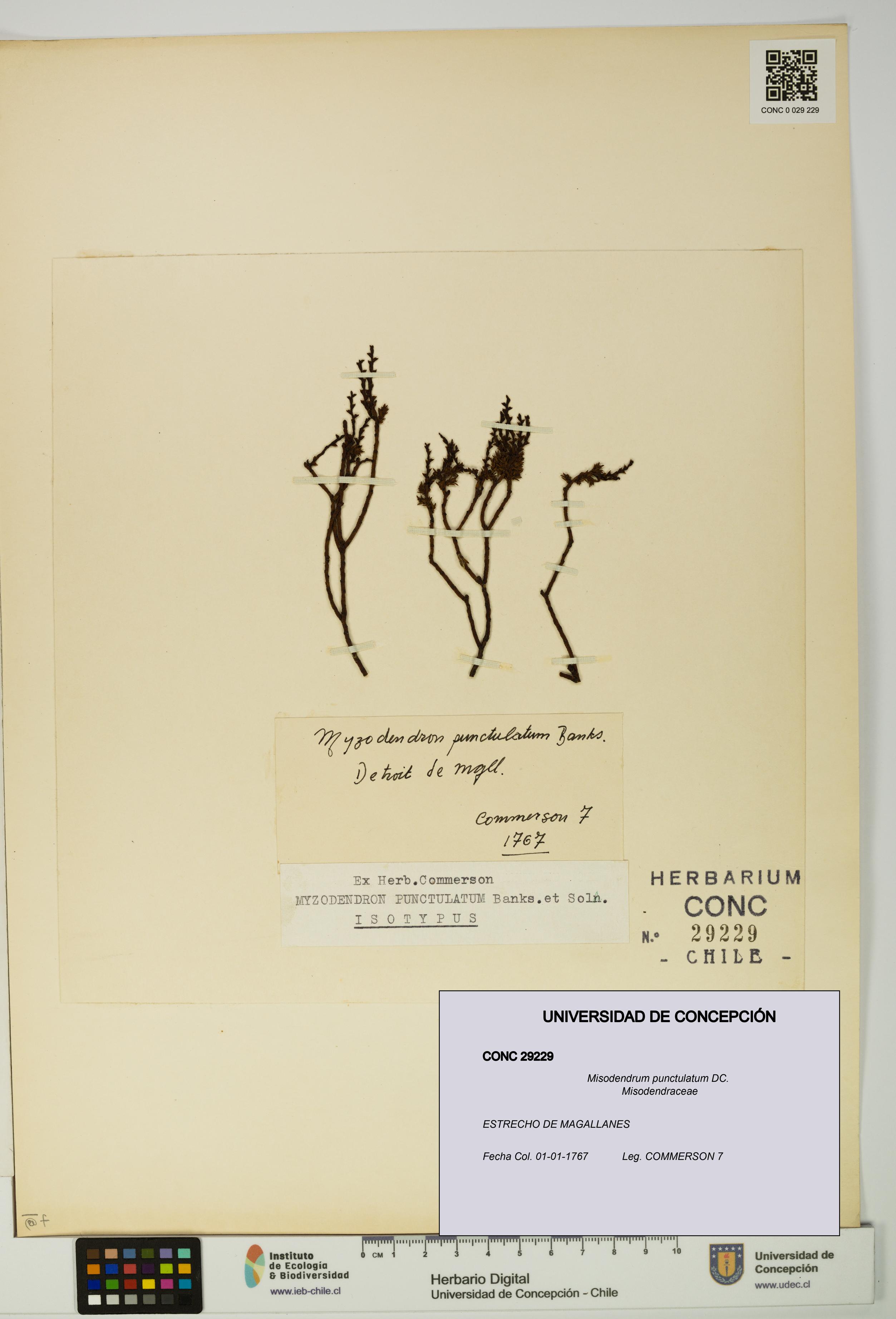 Misodendrum punctulatum [Espécimen: UDEC:CONC:0029229]