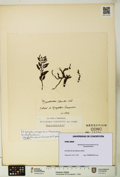 Misodendrum brachystachium [Espécimen: UDEC:CONC:0029230]