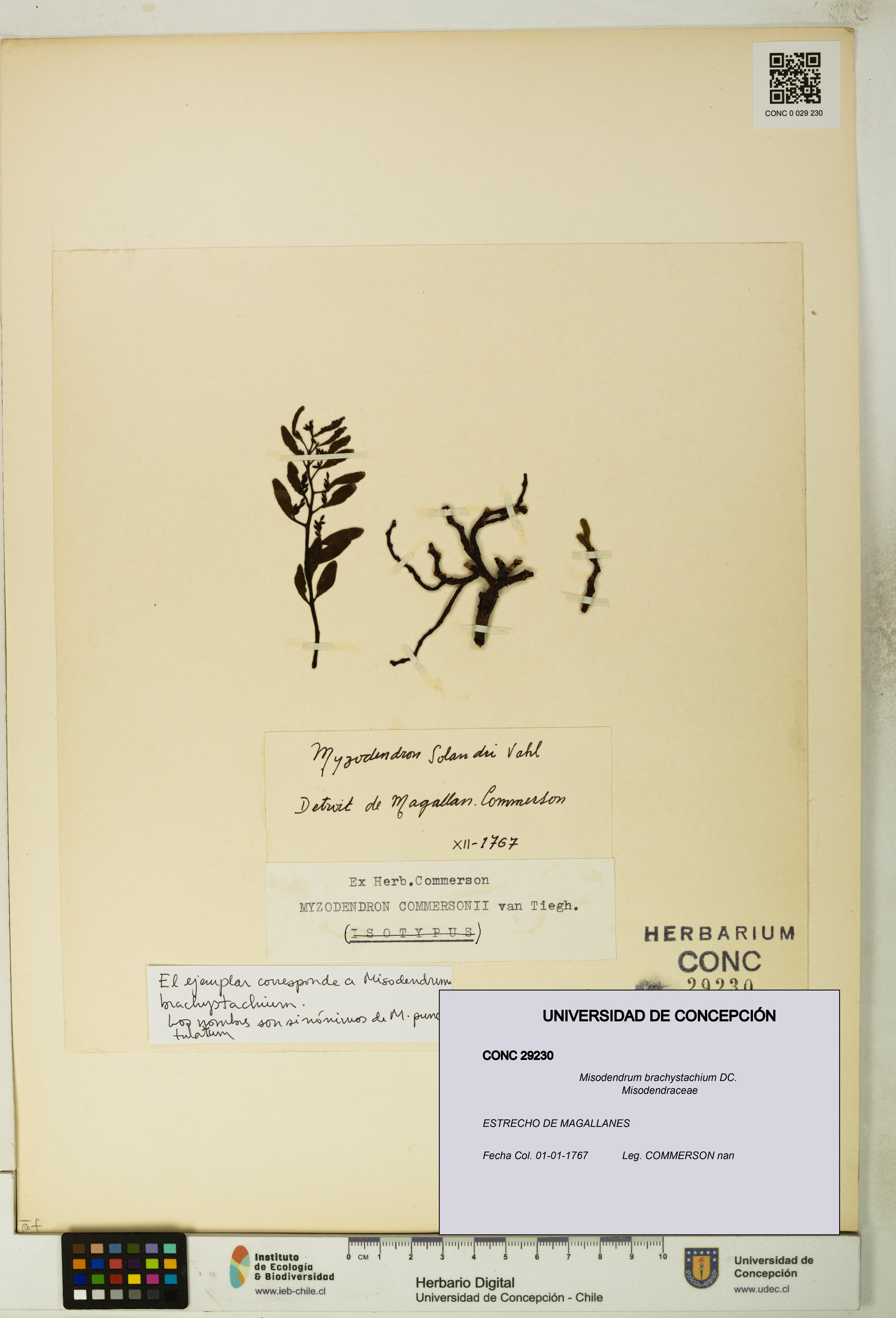 Misodendrum brachystachium [Espécimen: UDEC:CONC:0029230]