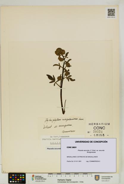 Phacelia secunda var. secunda [Espécimen: UDEC:CONC:0029231]
