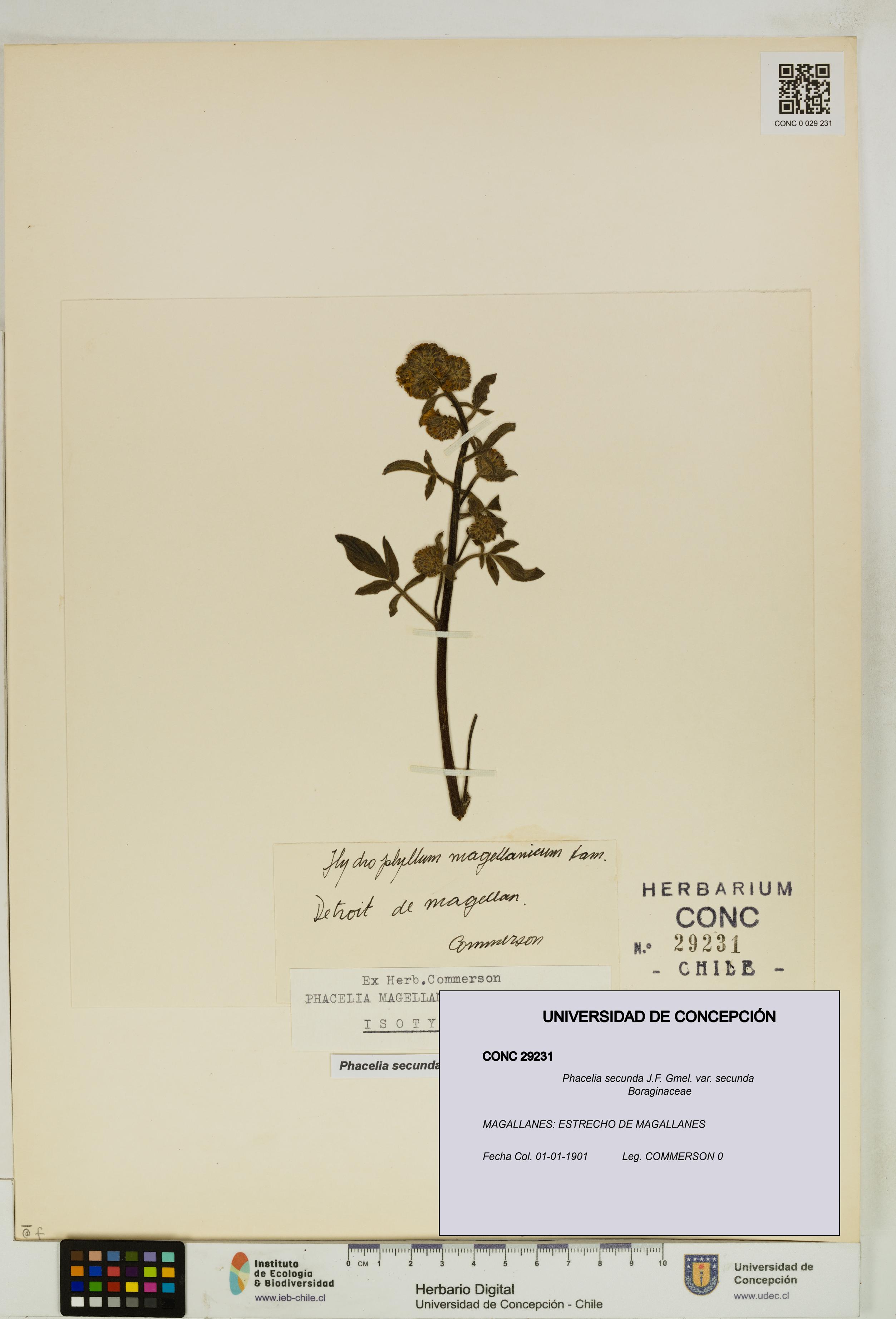 Phacelia secunda var. secunda [Espécimen: UDEC:CONC:0029231]