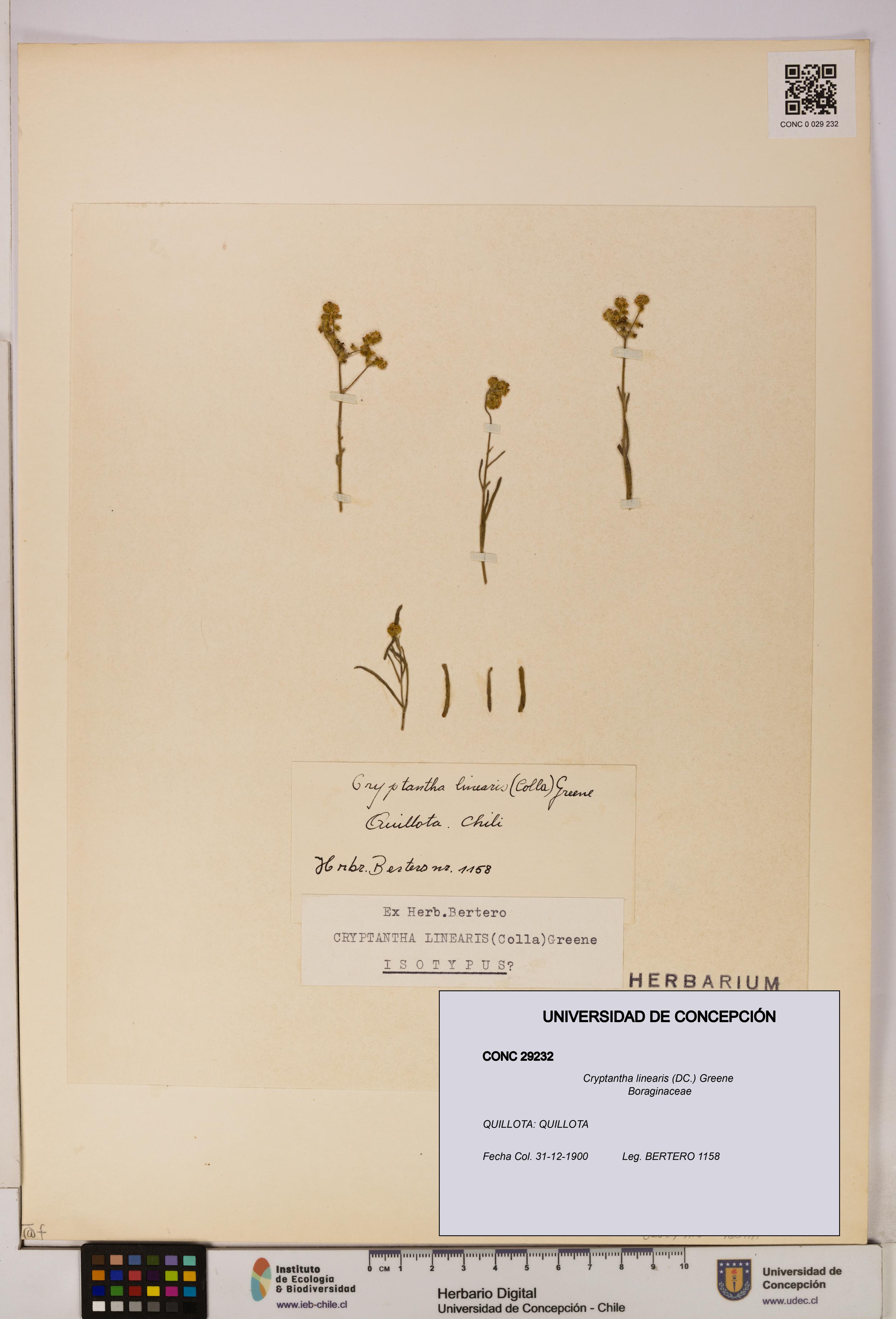 Cryptantha linearis [Espécimen: UDEC:CONC:0029232]